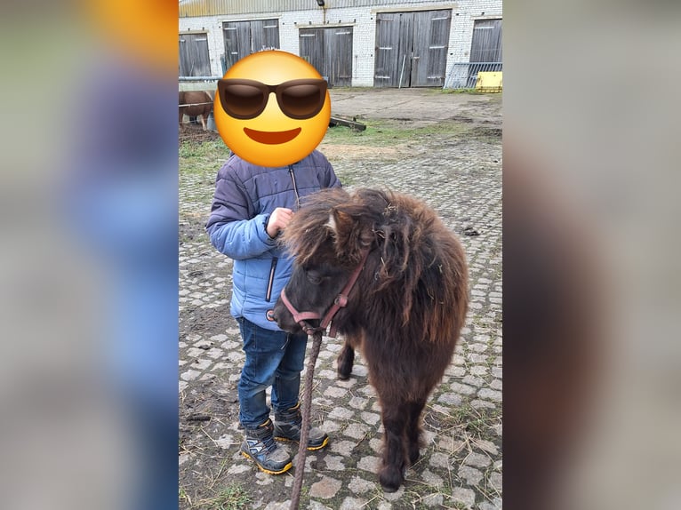 Ponis Shetland Semental 1 año 105 cm Castaño oscuro in D&#xFC;rrenhofe