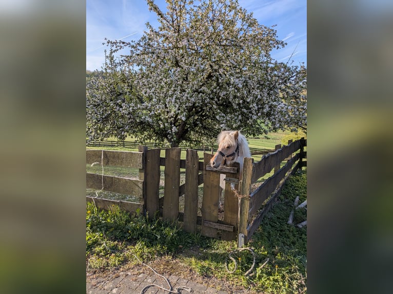 Ponis Shetland Semental 1 año 112 cm Pío in LüdenscheidLüdenscheid