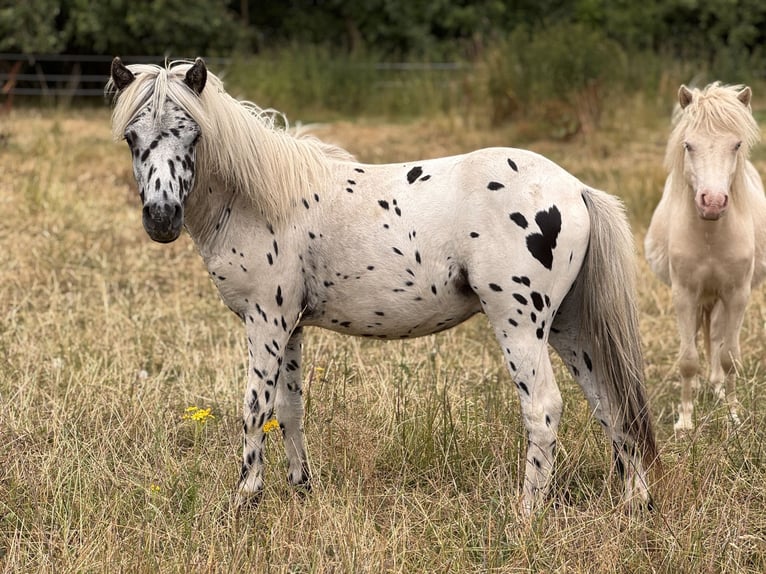 Ponis Shetland Semental 1 año 113 cm Atigrado/Moteado in Gro&#xDF; Molzahn