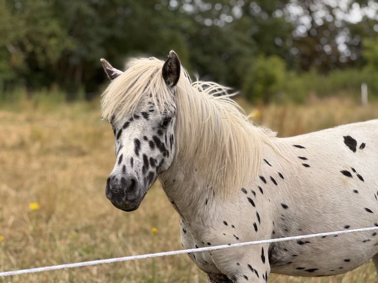 Ponis Shetland Semental 1 año 113 cm Atigrado/Moteado in Gro&#xDF; Molzahn
