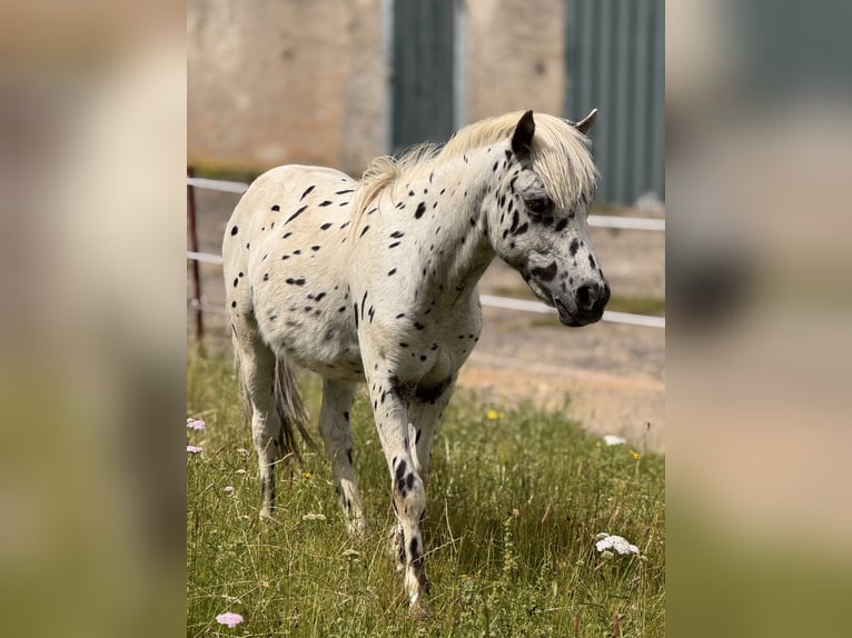 Ponis Shetland Semental 1 año 113 cm Atigrado/Moteado in Gro&#xDF; Molzahn