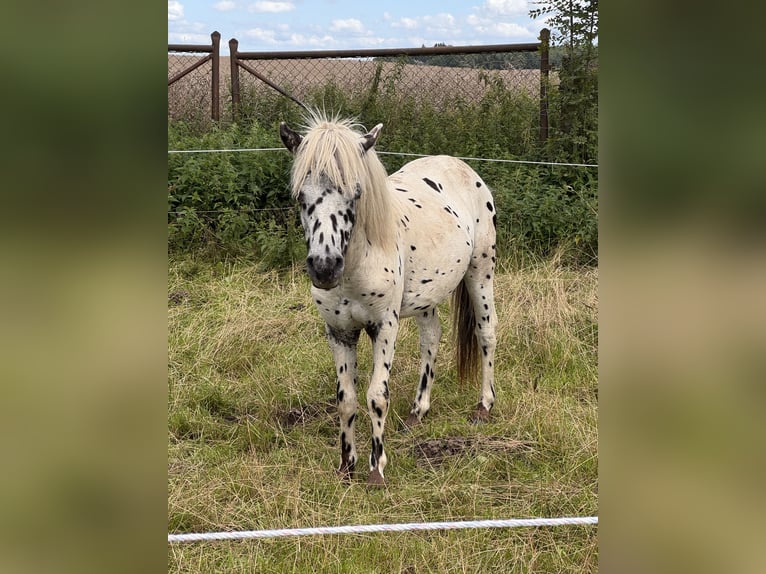 Ponis Shetland Semental 1 año 113 cm Atigrado/Moteado in Gro&#xDF; Molzahn