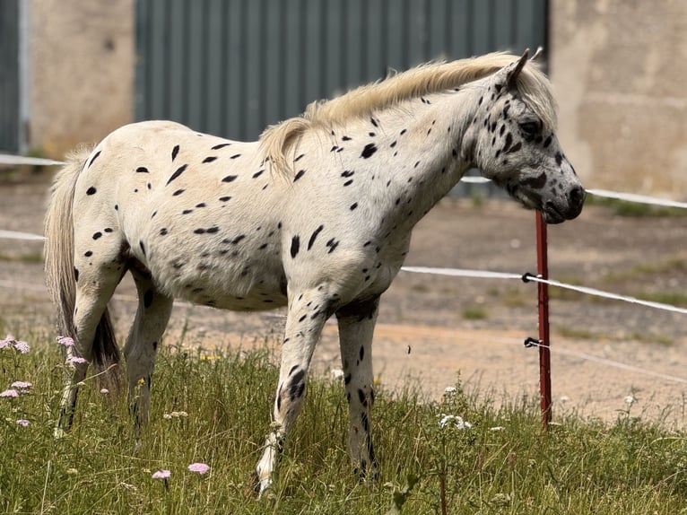 Ponis Shetland Semental 1 año 113 cm Atigrado/Moteado in Gro&#xDF; Molzahn