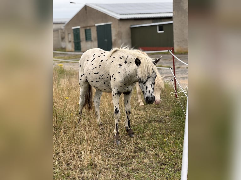 Ponis Shetland Semental 1 año 113 cm Atigrado/Moteado in Gro&#xDF; Molzahn