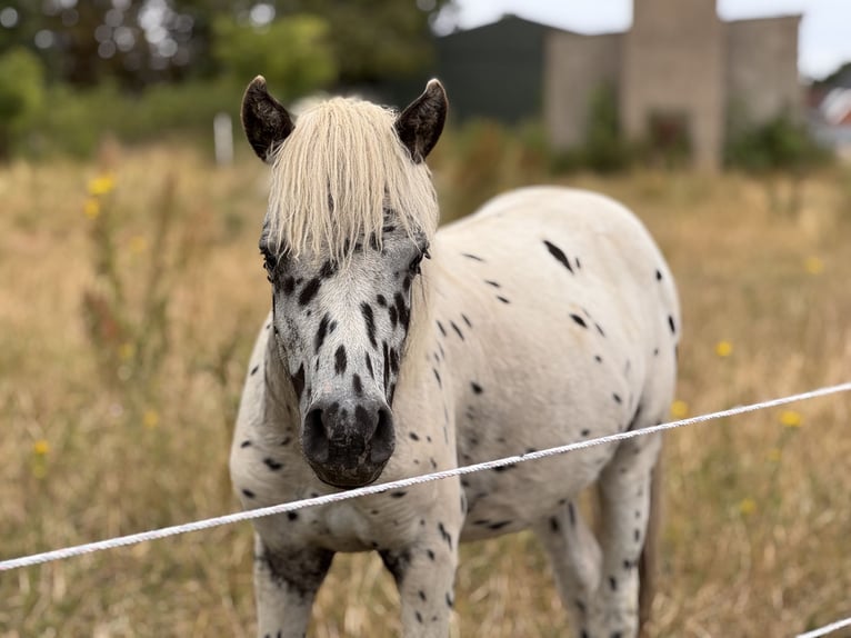 Ponis Shetland Semental 1 año 113 cm Atigrado/Moteado in Gro&#xDF; Molzahn