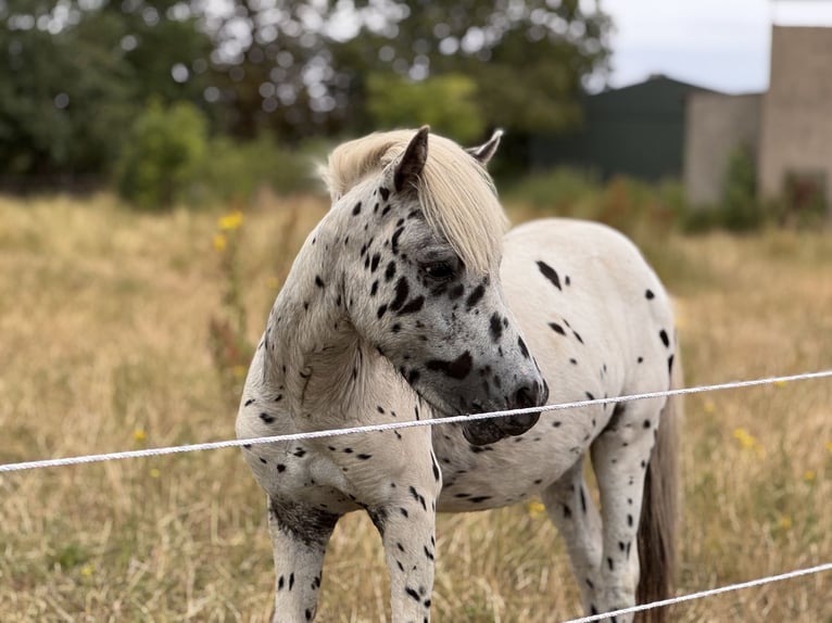 Ponis Shetland Semental 1 año 113 cm Atigrado/Moteado in Gro&#xDF; Molzahn
