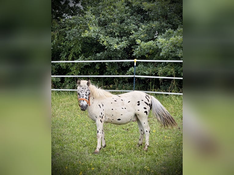 Ponis Shetland Semental 1 año 115 cm Atigrado/Moteado in Gudow