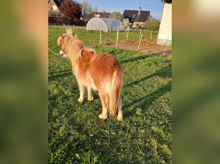 Ponis Shetland Semental 1 año 80 cm Alazán in Nederhemert