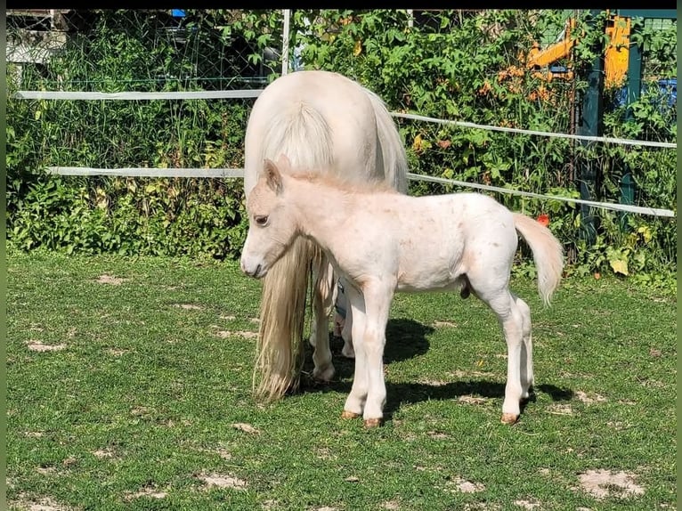 Ponis Shetland Semental 1 año 80 cm Atigrado/Moteado in Wabern