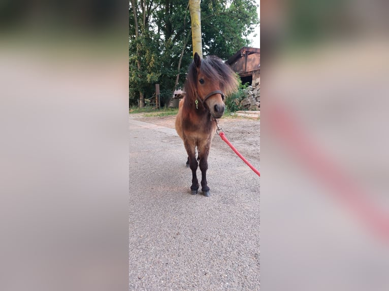Ponis Shetland Semental 1 año 80 cm Castaño oscuro in Susteren