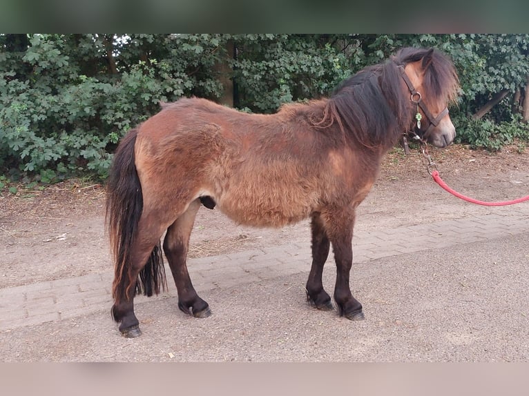 Ponis Shetland Semental 1 año 80 cm Castaño oscuro in Susteren