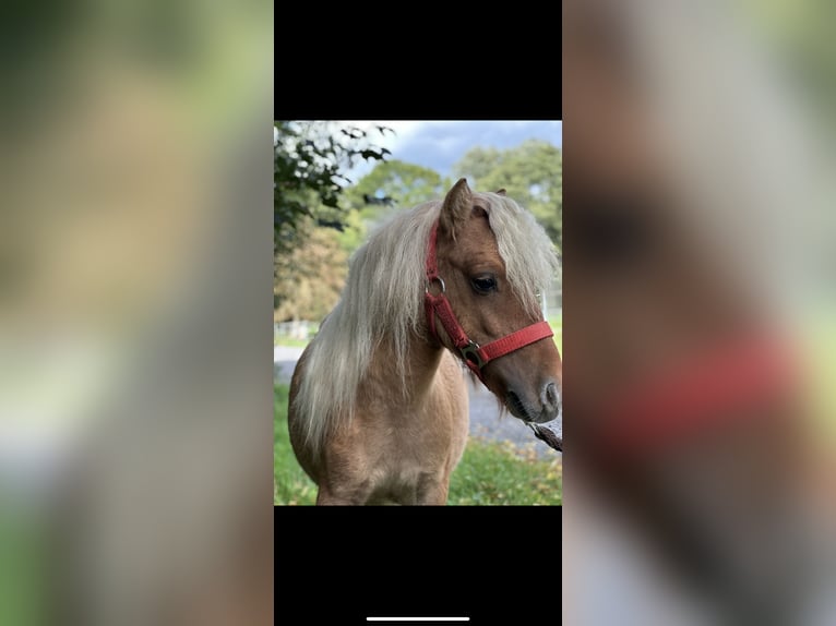 Ponis Shetland Semental 1 año 84 cm Alazán in Issum