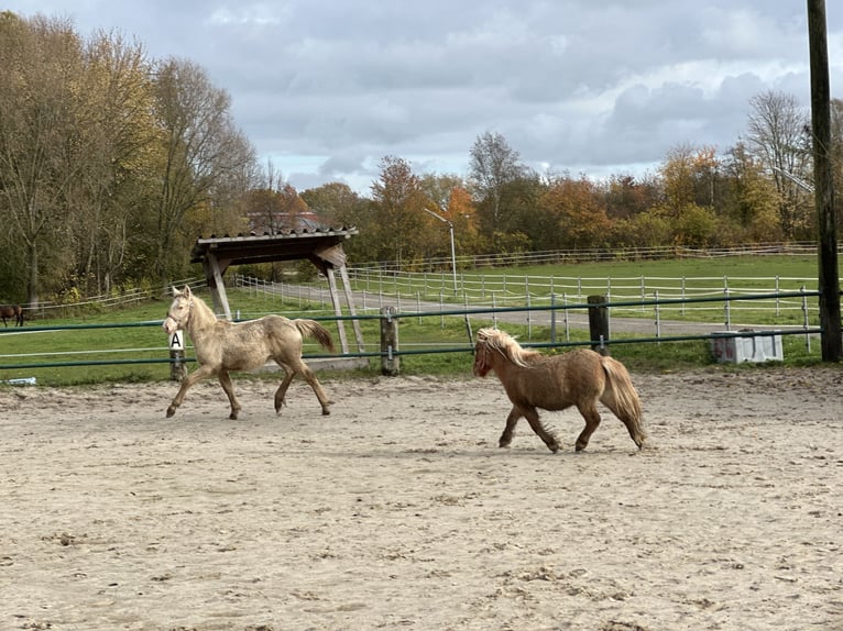 Ponis Shetland Semental 1 año 84 cm Alazán in Issum
