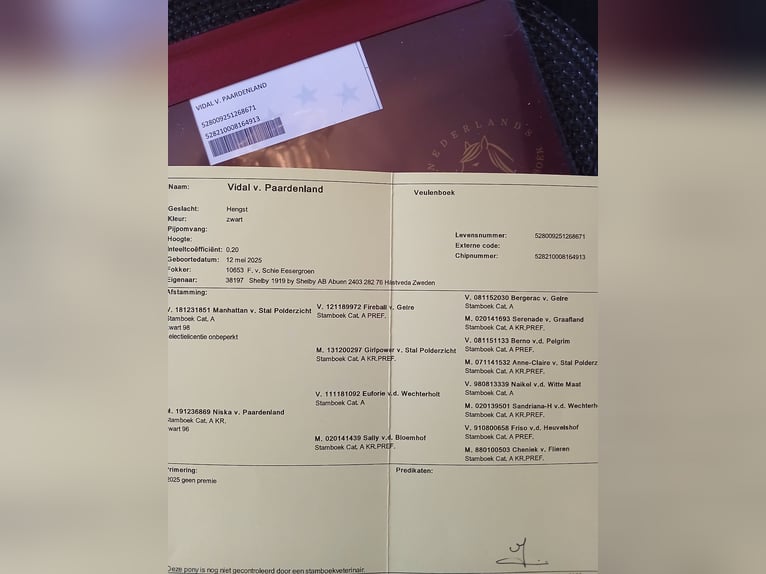 Ponis Shetland Semental 1 año 85 cm Negro in Hästveda