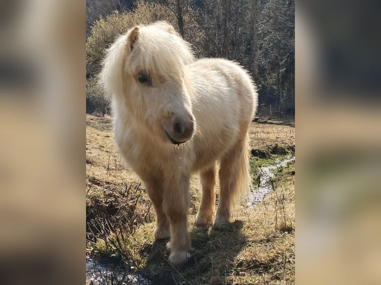 Ponis Shetland Semental 1 año 90 cm Palomino in Frohnleiten