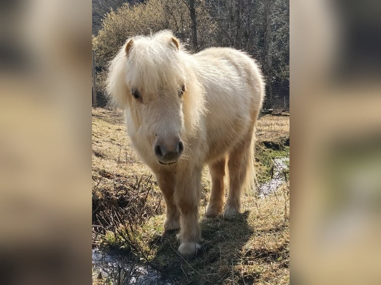 Ponis Shetland Semental 1 año 90 cm Palomino in Frohnleiten
