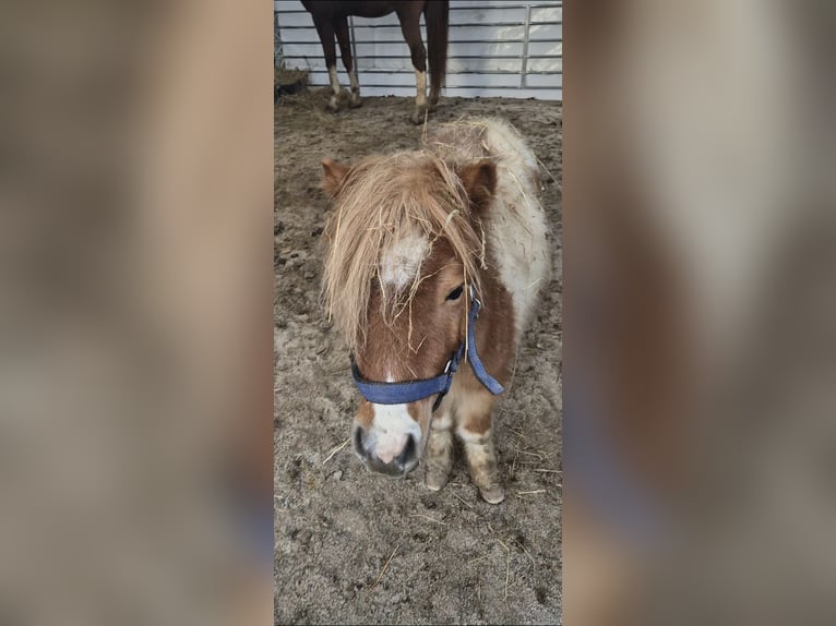 Ponis Shetland Semental 1 año 90 cm Pío in Türnitz