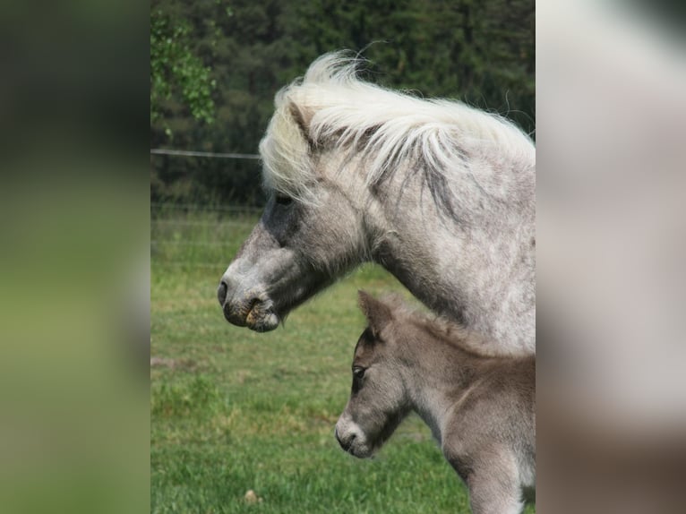 Ponis Shetland Semental 1 año 95 cm in Flensburg