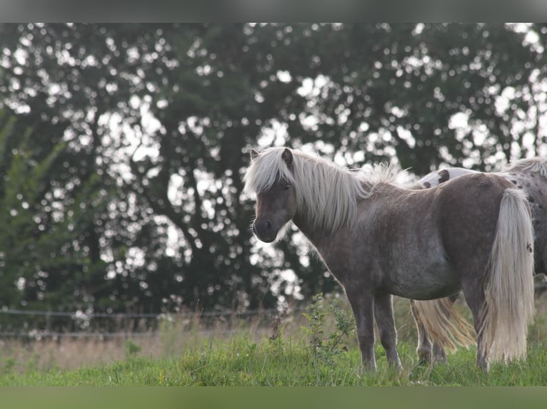 Ponis Shetland Semental 1 año 95 cm in Flensburg