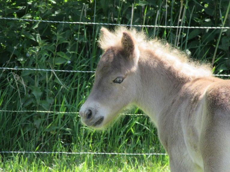 Ponis Shetland Semental 1 año 95 cm in Flensburg