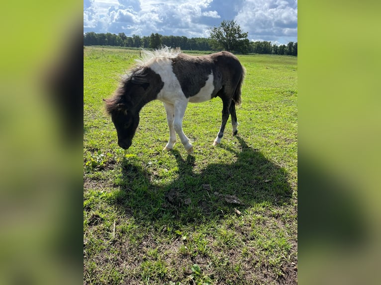 Ponis Shetland Semental 1 año 95 cm Pío in Hamburg