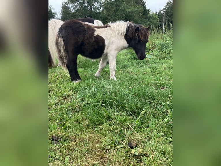 Ponis Shetland Semental 1 año 95 cm Pío in Hamburg