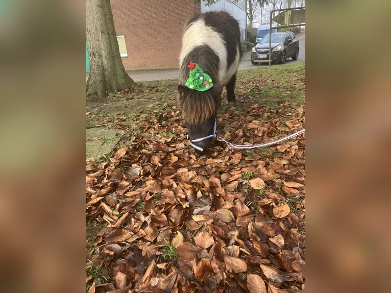 Ponis Shetland Semental 1 año 95 cm Pío in Hamburg