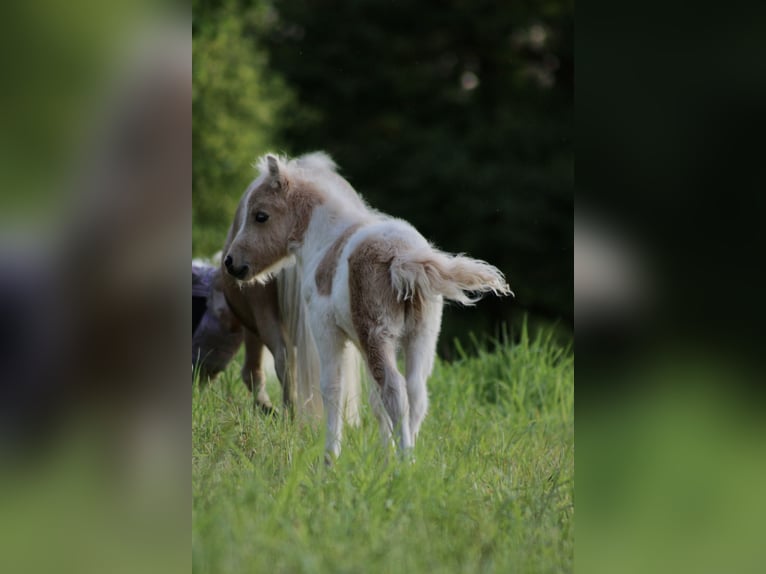 Ponis Shetland Semental 1 año 95 cm Pío in Mülheim-Kärlich