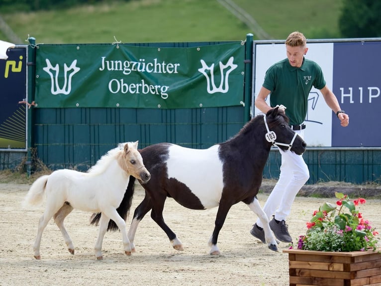 Ponis Shetland Semental 1 año 95 cm Pío in Mülheim-Kärlich