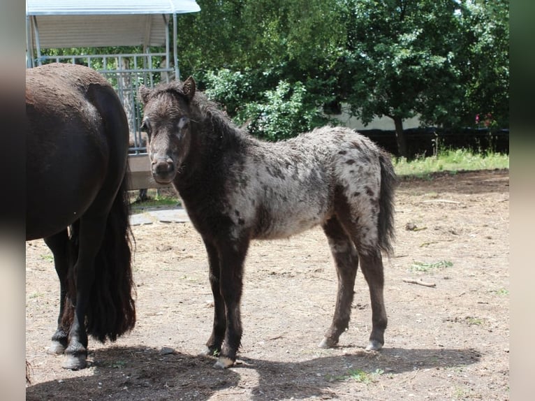 Ponis Shetland Semental 1 año 98 cm Atigrado/Moteado in Eisenberg