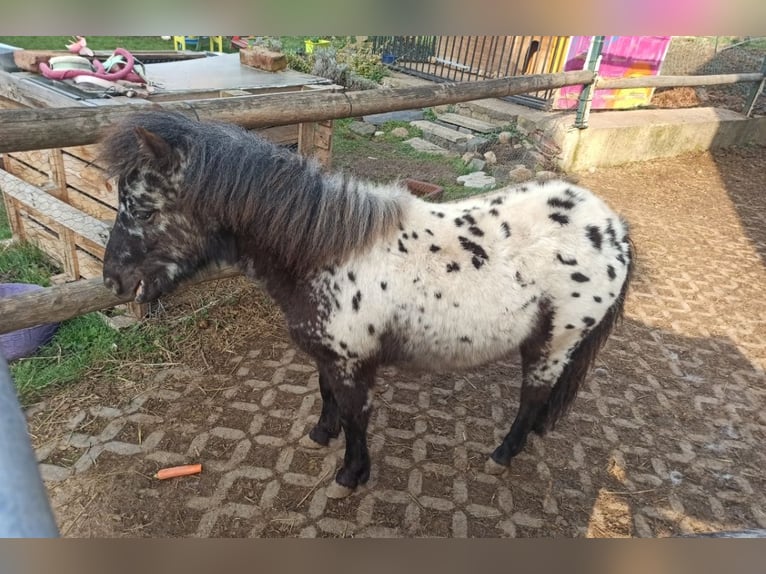 Ponis Shetland Semental 1 año 98 cm Atigrado/Moteado in Eisenberg