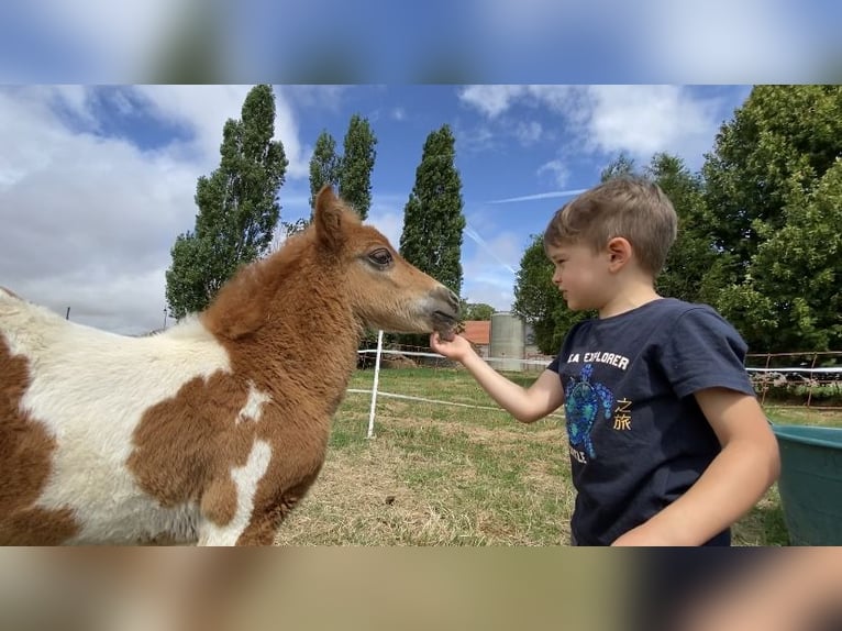 Ponis Shetland Semental 1 año in Garancieres en Beauce