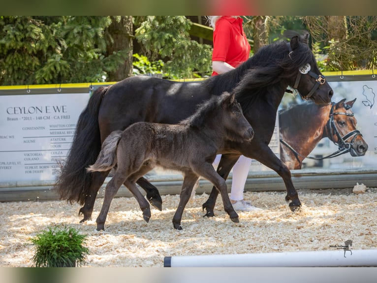 Ponis Shetland Semental 1 año Negro in Steinfeld (Oldenburg)