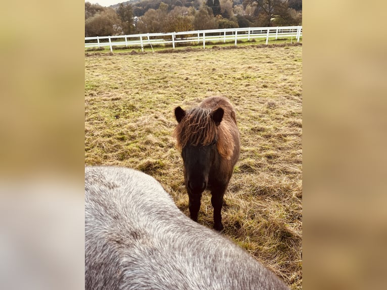 Ponis Shetland Semental 1 año Negro in Wächtersbach