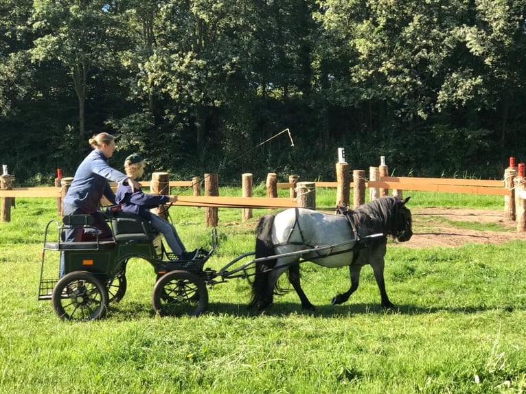 Ponis Shetland Semental 1 año Negro in Wächtersbach