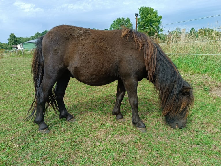 Ponis Shetland Semental 1 año Negro in Kiel