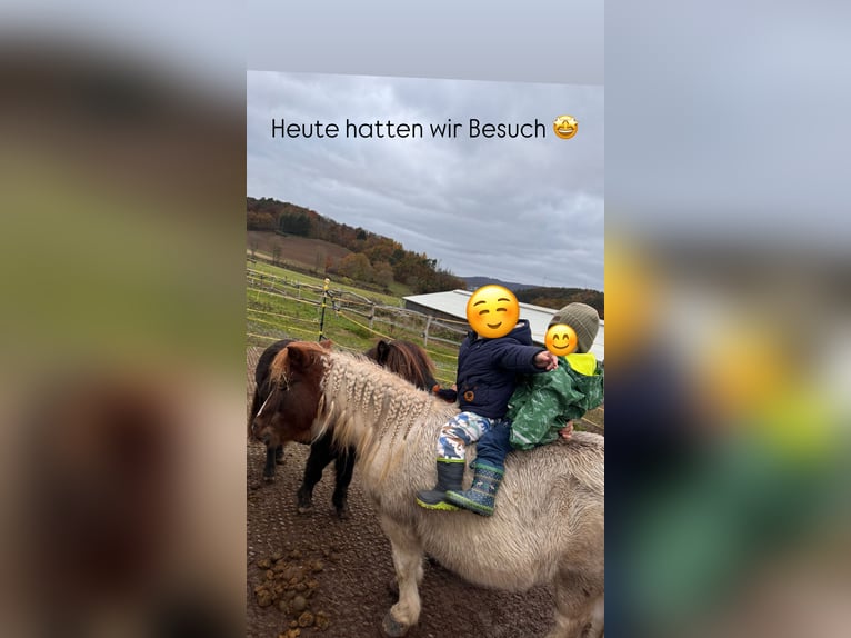 Ponis Shetland Semental 20 años 105 cm Pío in Dautphetal