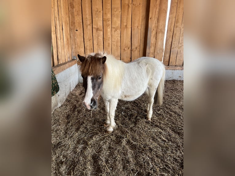 Ponis Shetland Semental 20 años 105 cm Pío in Dautphetal