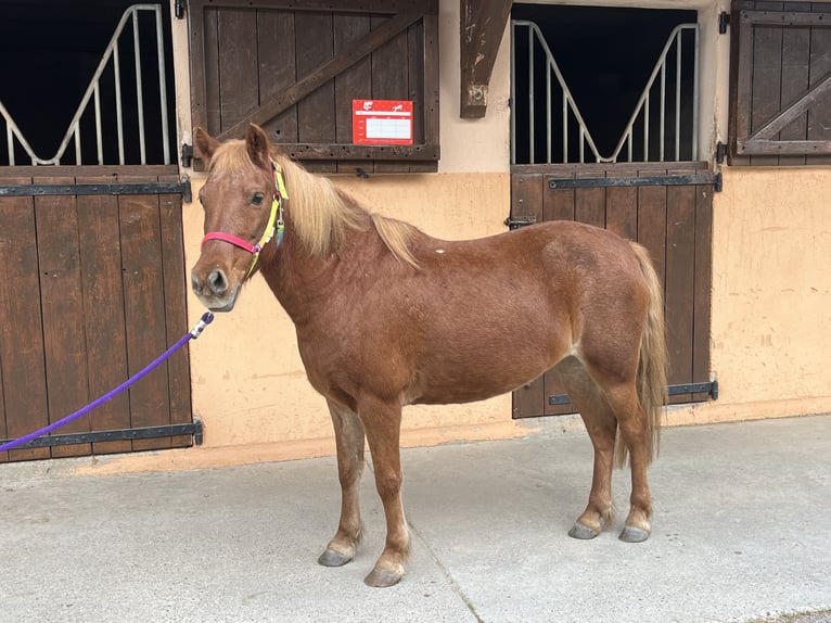 Ponis Shetland Semental 20 años 116 cm Alazán-tostado in CourtenayMorestel