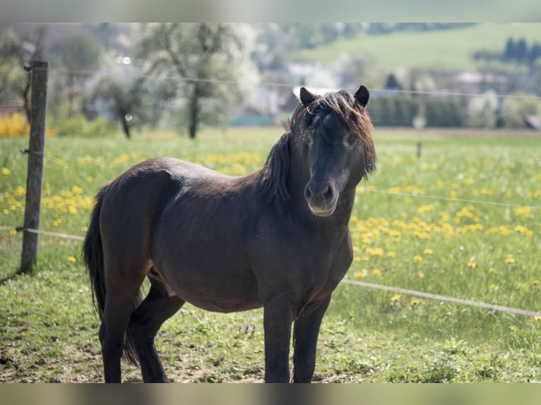Ponis Shetland Semental 21 años 110 cm Negro in Schlierbach
