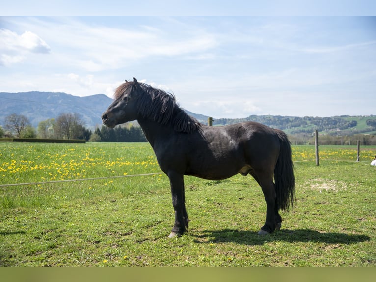 Ponis Shetland Semental 21 años 110 cm Negro in Schlierbach