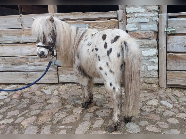 Ponis Shetland Semental 2 años 100 cm  in Hörsingen