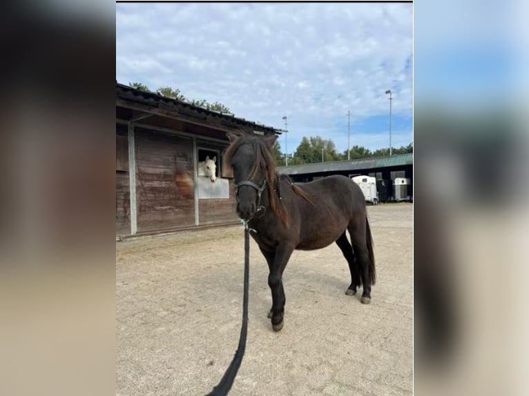 Ponis Shetland Semental 2 años 100 cm Morcillo in Hoogvliet Rotterdam