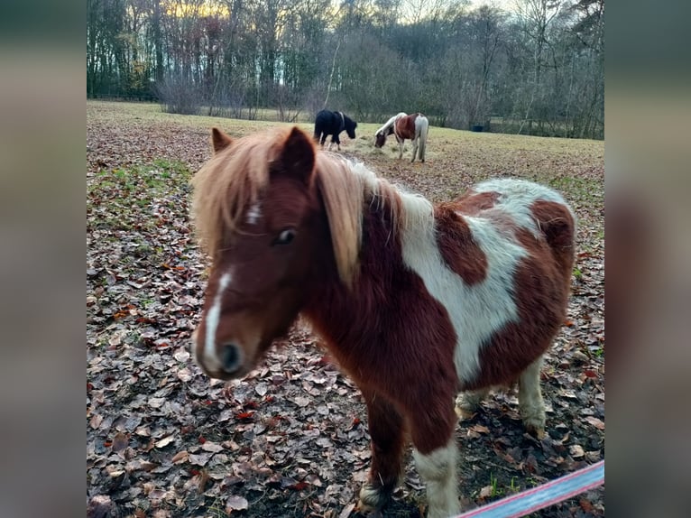 Ponis Shetland Semental 2 años 100 cm Tobiano-todas las-capas in Hörstel