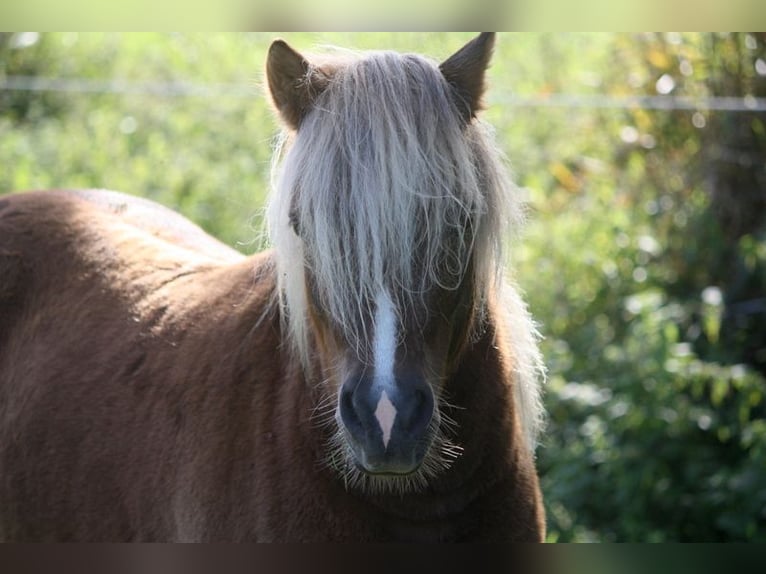 Ponis Shetland Semental 2 años 105 cm Atigrado/Moteado in Misselwarden