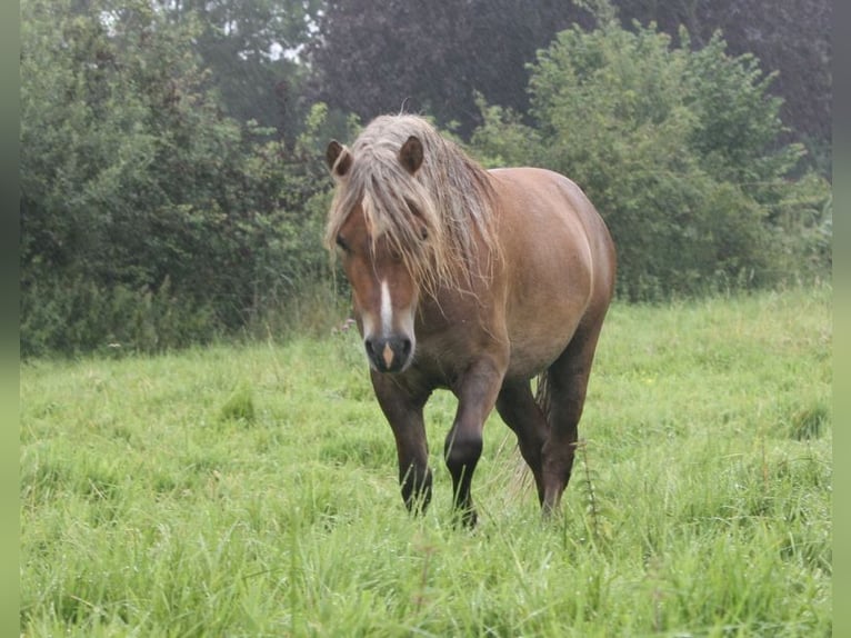 Ponis Shetland Semental 2 años 105 cm Atigrado/Moteado in Misselwarden