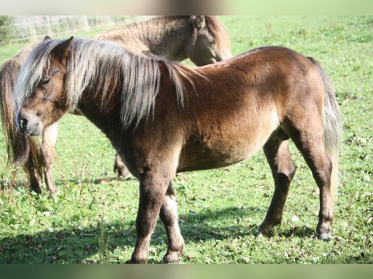 Ponis Shetland Semental 2 años 105 cm Atigrado/Moteado in Misselwarden