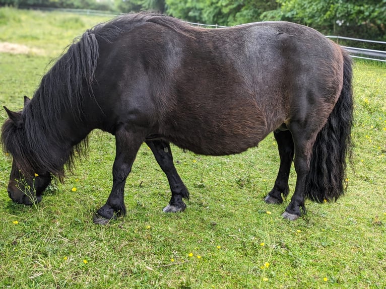 Ponis Shetland Semental 2 años 105 cm Negro in Hürup OT Maasbüll