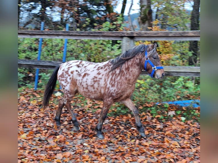 Ponis Shetland Semental 2 años 107 cm Atigrado/Moteado in Argenbühl