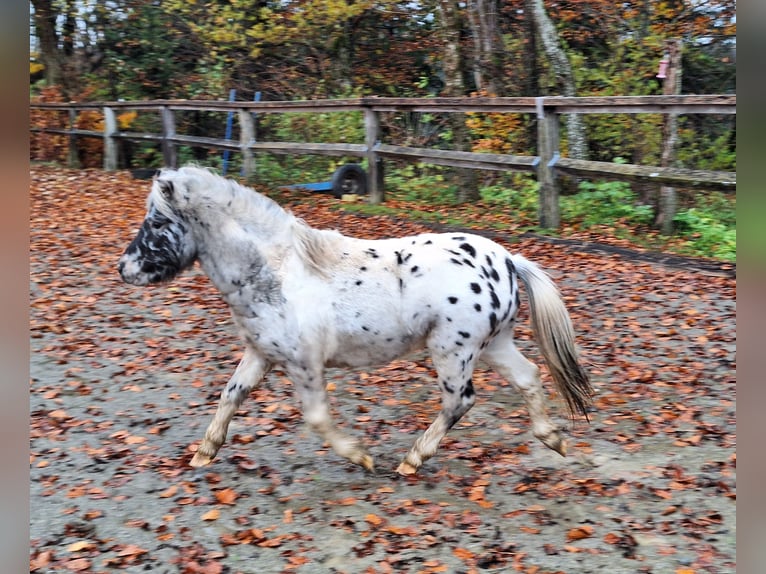 Ponis Shetland Semental 2 años 107 cm Atigrado/Moteado in Argenbühl